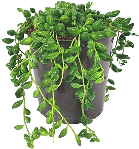 Senecio Herreianus - String of Beads | Potted Indoor Succulent House Plant (20-30cm Incl. Pot)