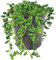 Senecio Herreianus - String of Beads | Potted Indoor Succulent House Plant (20-30cm Incl. Pot)