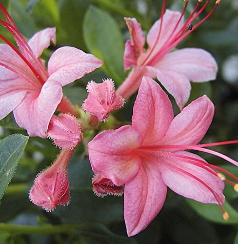 Rhododendron Pink and Sweet 30-40cm - Rhododendron viscosum - lebende Gartenpflanze aus den Baumschulen