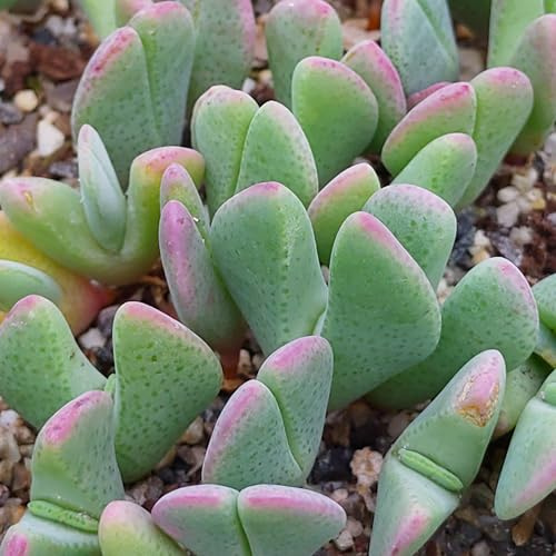 Cheiridopsis denticulata - Sunnyplants, Seltene Lithops, Lithops Pflanzen, lebende Steinpflanzen, Lebende Steine, Lithops, Cheiridopsis Pflanzen, Cheiridopsis, Lithop, Sukkulenten