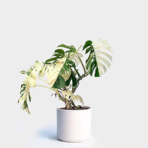 Portal Cool 100 Pieces White Monstera Seeds Palm Turtle Potted Plant Tree Decor Home Garden:Seeds Only