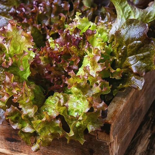 semi di insalata - da giardino perenni resistenti insalata, lattuga a foglia larga semi di biologici, varietà antiche decorazioni da giardino per esterni Acquista 600pcs