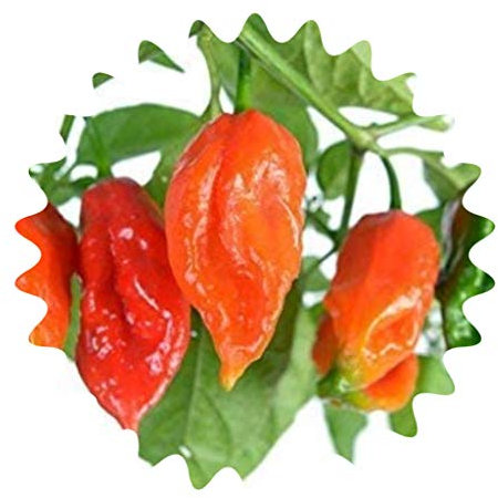Bhut Jolokia Red - ca. 50 Samen - Pflanze Trägt Extrem Scharfe Chili - Für Die Anzucht Zu Hause - Chilis Mit Bis Zu 1 Million Scoville