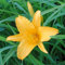 Taglilie Aten - Hemerocallis - Gartenpflanze