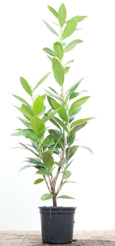 Prunus laurocerasus 'Caucasica' 40–60 cm – Winterhart, Immergrün, Pflegeleicht – Kirschlorbeer – Heckenpflanze für Garten & Sichtschutz