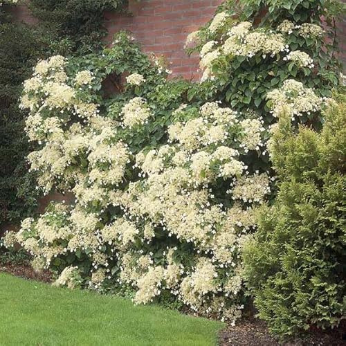 Brighter Blooms Climbing Hydrangea, 2 Gallon