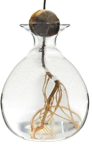 Vmiorzq Jarrón de Cultivo de Aguacate, Elegante jarrón de Cultivo de árboles, Elegante Maceta de para Aguacate, jarrones de Vidrio, diseño versátil Transparente para Interiores y Exteriores