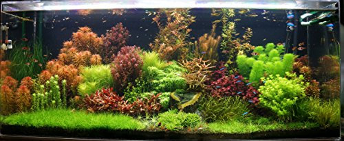100 Live Aquarium Plants Tropical Aquatic Plants for your fish tank