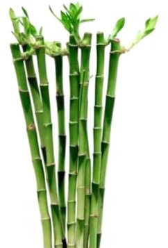Pack de 10 plantas bambú Lucky recto. BAMBU LUCKY RECTO. Planta resistente, fácil de cuidar, que simboliza buena suerte y prosperidad. 50 cm. Segura Garden.