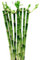 Pack de 10 plantas bambú Lucky recto. BAMBU LUCKY RECTO. Planta resistente, fácil de cuidar, que simboliza buena suerte y prosperidad. 50 cm. Segura Garden.