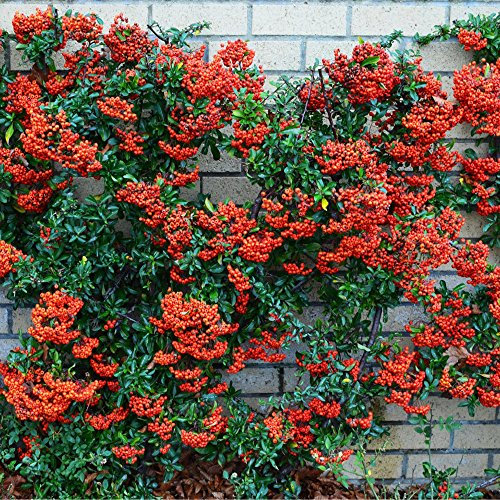 GardenersDream 50 x Red Firethorn Pyracantha Hedging Plants - Colourful Evergreen Outdoor Plant - Flowering Shrubs for Walls and Fences - Fast Growing Red Column Plants (20-40cm incl. 9cm Pot)