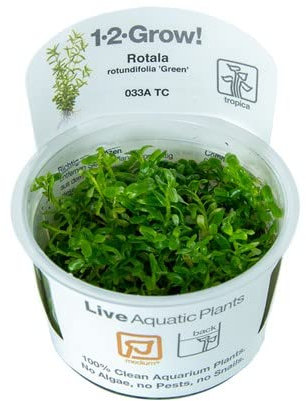 Rotala rotundifolia 'Green' Invitro Wasserpflanzen von Tropica
