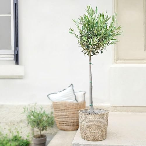 Fleurs et Délices - Olivier Tige - Plante d'intérieur - Avec cache-pot - Décoration d'intérieur - Plante de décoration - Fabrication Française Artisanale de Qualité - Cadeau à Offrir