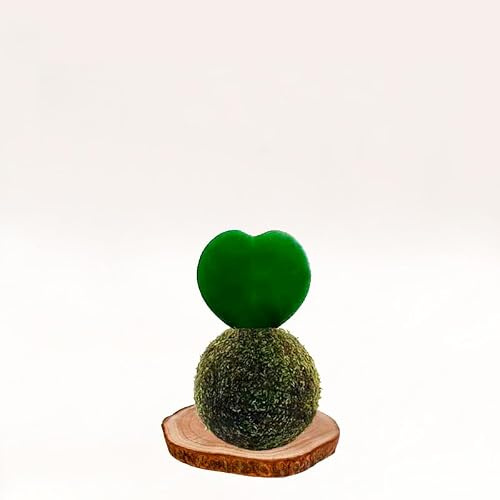 Kokedama Corazón | Kokedama Interior | Bola de Musgo | Planta Natural | Planta Interior | Decoración | Planta estilo Japonés