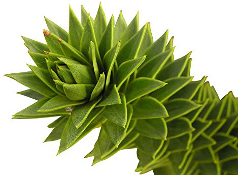 Affenschwanz Tanne 2 frische Samen -Araucaria araucana-