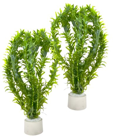 WASSERPFLANZEN WOLFF - Mit Keramik-Ring 2 Bunde Argentinische Wasserpest (Egeria densa) – Schnellwachsende Sauerstoffpflanze & Algenstopp für Aquarium Kaltwasser & Warmwasser