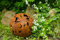 Dekokugel, Rost Ø 23cm Blume Deko-Kugel Gartenkugel Edelrost Kugel