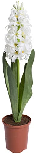 künstliche Frühlingsblume Hyazinthe groß mit Blättern im braunen Kunststofftopf (Creme-weiß)