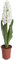 künstliche Frühlingsblume Hyazinthe groß mit Blättern im braunen Kunststofftopf (Creme-weiß)