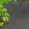 Tenax Film de Paillage Dot Cover 1,50x20 m Noir, Film Micro Perforé Perméable Anti-Mauvaises Herbes pour Paillage, Idéal pour Potager, pour Légumes et Fraises