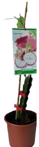 Esqueje de Pitaya, Fruta del Dragón, Pitahaya de Viveros la Berrocosa Alt Aprox. 40cm. (2, Morada (Hylocereus Monacanthus))