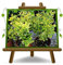 EURO PLANTS VIVAI Euonymus Japonicus Aureus niedrige Heckenpflanze auf 22 cm Topf Höhe 80-100 cm