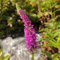 100 pcs Veronica Samen - Samen Veronika Spicata - winterharte stauden mehrjährig gartenarbeit seeds balkonpflanzen bienen wiese balkonpflanzen winterhart zimmerbonsai bonsai blumensamen