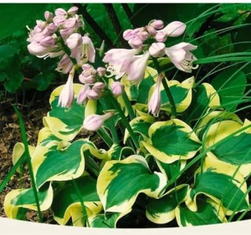 Hosta bulbo,Rizoma de hosta,hosta pianta in Vaso,hosta planta,Flores Decorativas ornamentales,Hosta,flores nobles,flores herbáceas perennes,Extremadamente resistentes al frío.-10bulbos-greenI