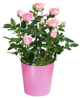 Blumenstrauß Zarte Schönheit in Rosa, mit Rosen | Stiele, Rosa Farbe, 7-Tage-Frischegarantie, Floristen Qualität, Frische Blumen, Ideale Geschenkidee | BLOOMY DAYS