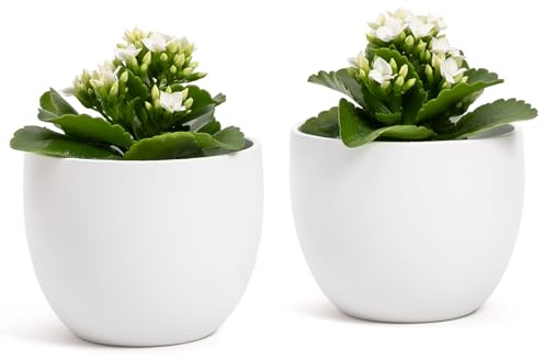 Vimin Box EIN Paar Elegante Blumentöpfe aus Terracotta | weiß matt | für Innen oder Außen | Durchmesser 12,5 cm - Höhe 10 cm | Moderne dekorative Vase für Pflanzen, Blumen und Sukkulenten