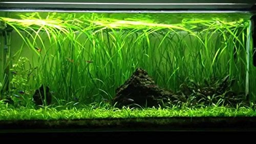 5 to 50 STRAIGHT VALLIS Live Plant for Tropical Aquarium fish tank Vallisneria Spiralis (10)