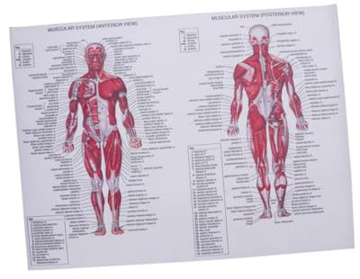 Gatuida Muskel-skelett-poster Anatomisches Muskel Chart Leinwanddruck Für Schule Klinik Restaurant Wanddekoration Anfänger Geeignet Detailliertes Beschriftung Menschlicher Körper Körperfig