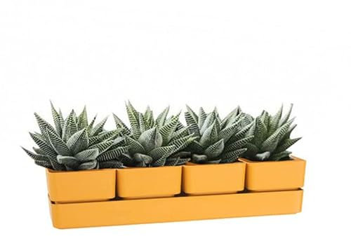 VIRSUS Fioriera con 4 vasi e unico sottovaso 308, misura 48x12x11 cm, Fioriera di forma rettangolare per interno e per esterno, vasi per piccole piante grasse, resistente ai raggi UV (Curry)