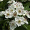 Eingriffeliger Weißdorn 40-60cm - Crataegus monogyna