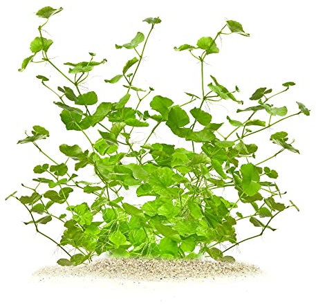 Hydrocotyle leucocephala - Brasilianischer Wassernabel in vitro XL - 8,5cm Bechergröße - Mittelgrund Wasserpflanzen für Aquarien