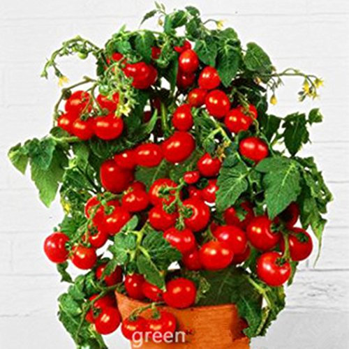 Frischer Semi Bonsai Pomodoro Mini Kirsche Vaso Dolce frutta ortaggi biologici - 10 Stk/Lotto