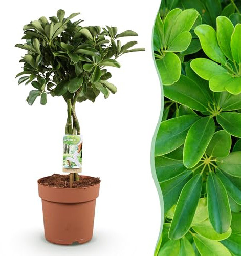 Schefflera Nora - Fingerbaum - Pflegeleicht - Grün - 70-82cm - Ø21cm - Zimmerpflanze - Immergrün