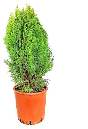 Thuja - Arbusto Natural y Fácil de Mantener para Exteriores