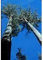 Riesen-Eukalyptus UNIQUE Baumsamen!