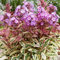 Plantes de Phlox Olympus prêtes pour le jardin extérieur. Vivaces fleuries prêtes à planter.