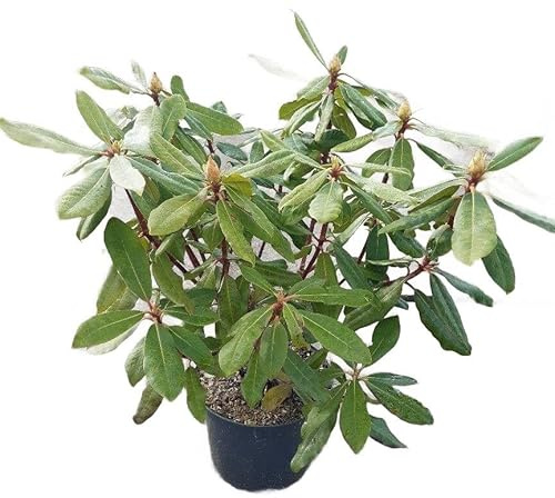 Fresh Plants Pflanze - Rhododendron (Rhododendron ponticum ‘Roseum’) - Topf Ø23 cm, Höhe ca. 50 cm