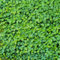 50 pcs wassernabel pflanze samen, samen zimmerpflanzen, balkon pflanze wasserpflanzen aquarium, teichpflanzen winterhart balkonpflanzen winterhart, bonsai samen balkon beet, stauden