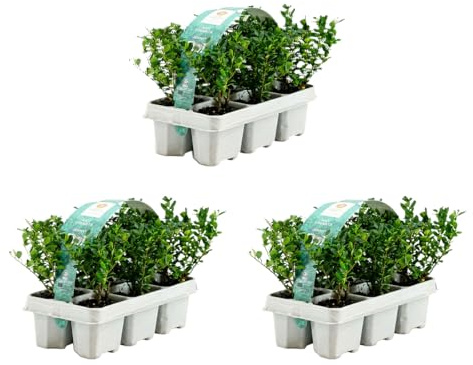 Bloomique - Lot de 3 - Ilex crenata Jenny - Houx japonais - Feuillage Persistant - Rustique - Compact - Hauteur 10-20 cm - Motte 6 cm