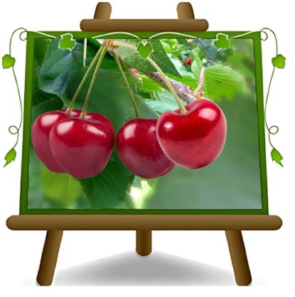 Ciliegio Dolce Durone Nero di Vignola I Pianta da Frutto età 4 anni | Vaso 24/26 cm - Altezza 180~200 cm - EURO PLANTS VIVAI