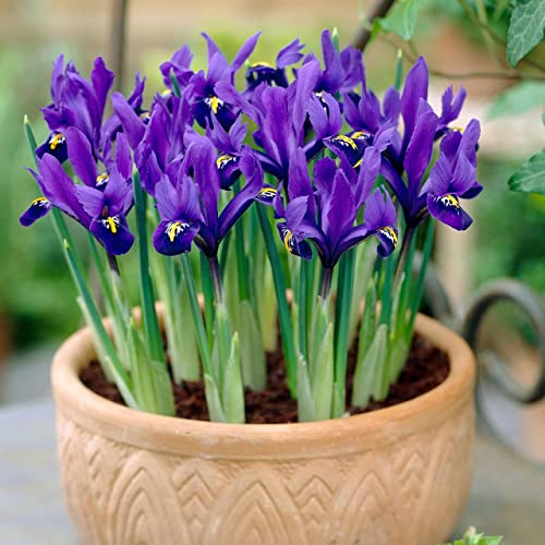 15 Blue Magic Dwarf iris bulbs reticulata autumn gardening corm spring flower