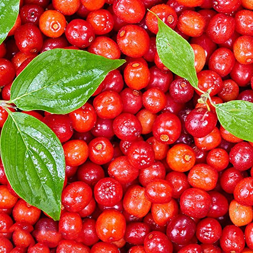 Kornelkirsche Pflanze/Kornelkirsche Kaufen 300stüCk Bio Saatgut Kornelkirsche SäUlenobstbäUme Indoor Garden Balkonpflanzen Obst Samen Exotische FrüChte