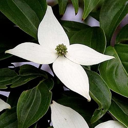 3 x Cornus Kousa- Asiatischer Blumen-Hartriegel 50-60 cm im Container - Blumige Eleganz und vibrierendes Laub