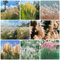450 Pcs Pampasgras Samen - Cortaderia Selloana - Winterharte Kübelpflanzen, Exotische Pflanzen Winterhart Schilfsamen Ziergras Samen, Deko Wohnzimmer, Aquarium Pflanzen Kräutersamen