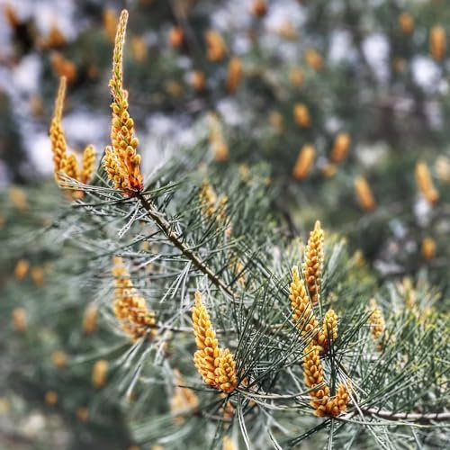 120 pcs zwergkiefer winterhart samen - Pinus - bonsai tree, winterharte balkonpflanzen bonsai topf, hochbeete für garten topfpflanzen echt, gartensamen ausgefallene geschenke, garten