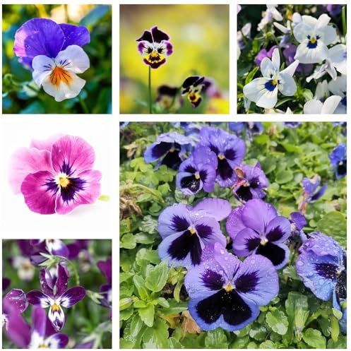 100 pcs stiefmütterchen samen wildblumensamen mehrjährig winterhart bio saatgut geschenk blumensamen flower seeds samen bodendecker samen winterhart zimmerpflanzen bodendecker winterhart